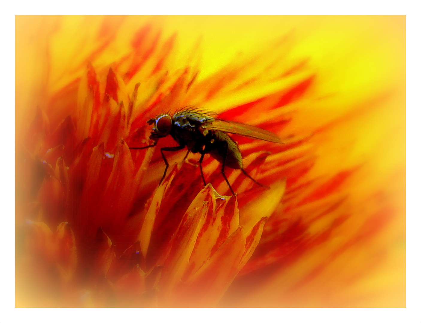 Fliege in Sonnenblume