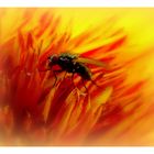 Fliege in Sonnenblume