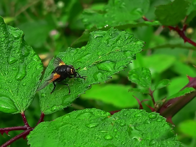 Fliege in stachliger Umgebung