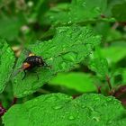 Fliege in stachliger Umgebung