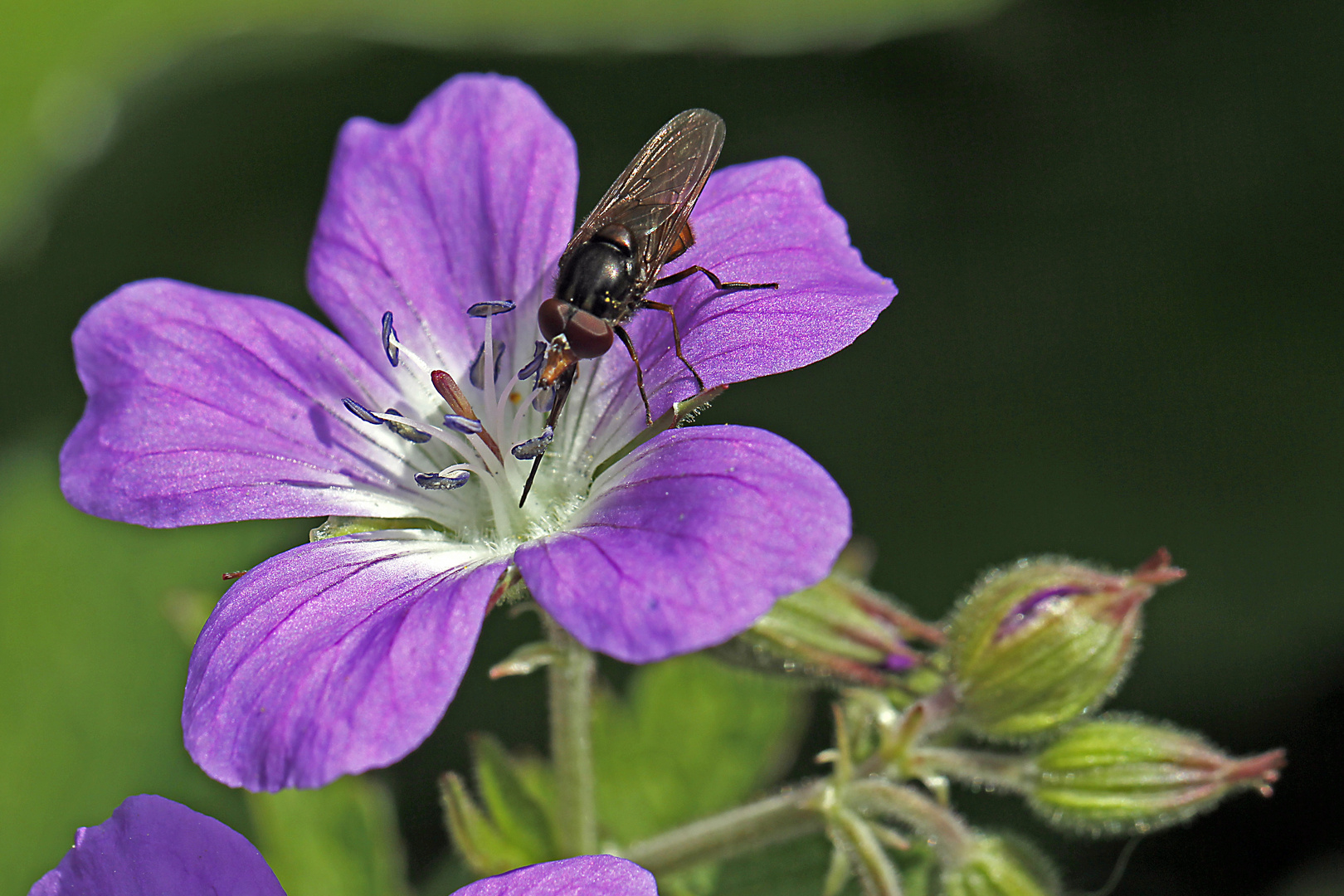 Fliege in Storchschnabel-Blüte