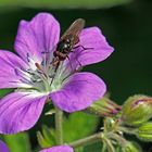 Fliege in Storchschnabel-Blüte