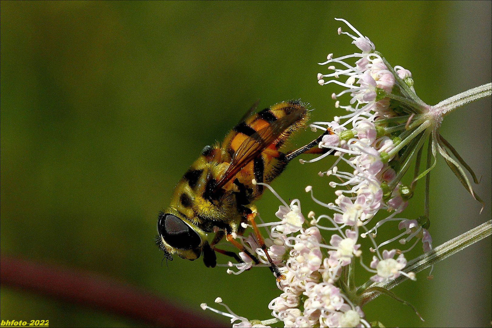 Fliege in Tübingen