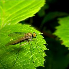 Fliege IV - die Langbeinfliege Neurigona sp.