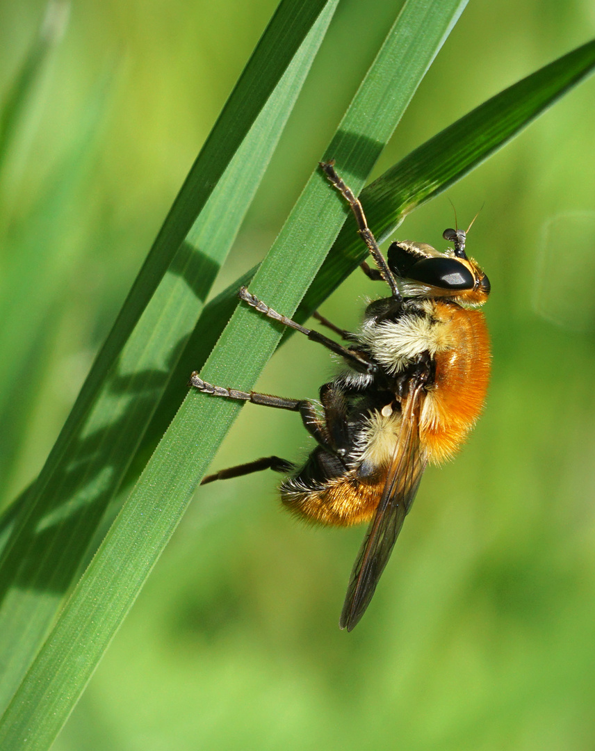 Fliege? ja