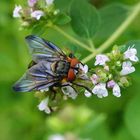 Fliege - kann auch eine Schönheit sein