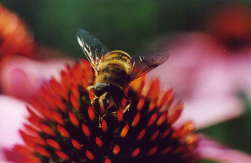 Fliege - keine Biene!