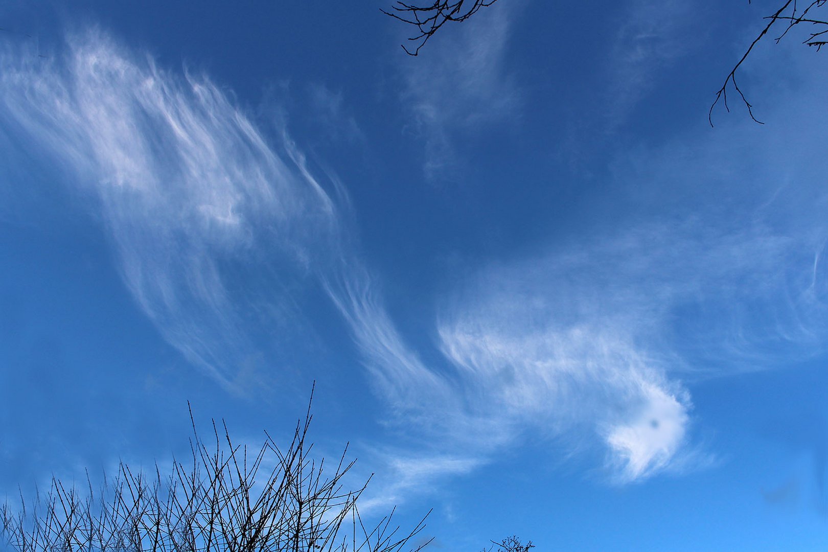 Fliege kleiner, großer Vogel