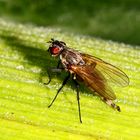 "FLIEGE - KLICK und hier ein Ausschnitt"