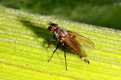 "FLIEGE - KLICK und hier ein Ausschnitt"