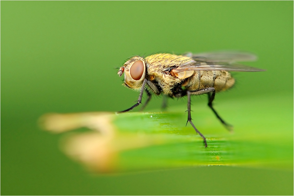 Fliege knapp erwischt