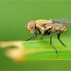 Fliege knapp erwischt