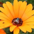 Fliege liebt Blume