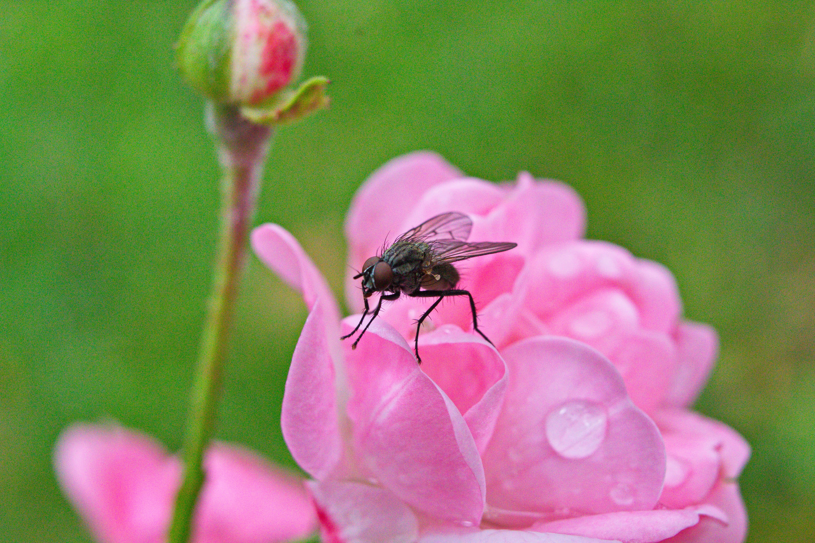 Fliege macht Rast auf einer Rose