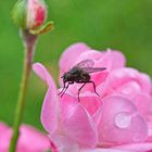 Fliege macht Rast auf einer Rose