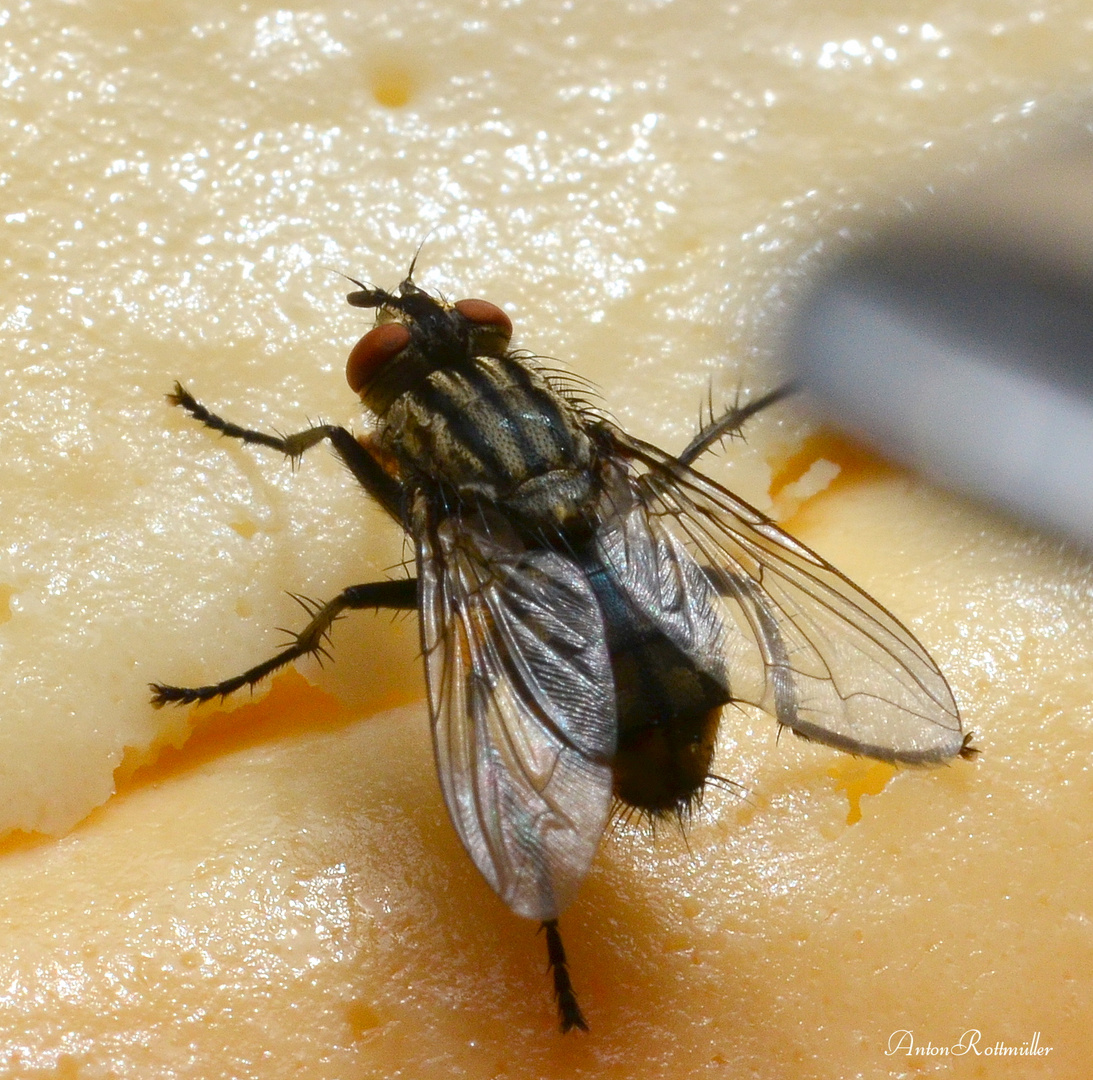 Fliege macht sich an meinen Kuchen ran!