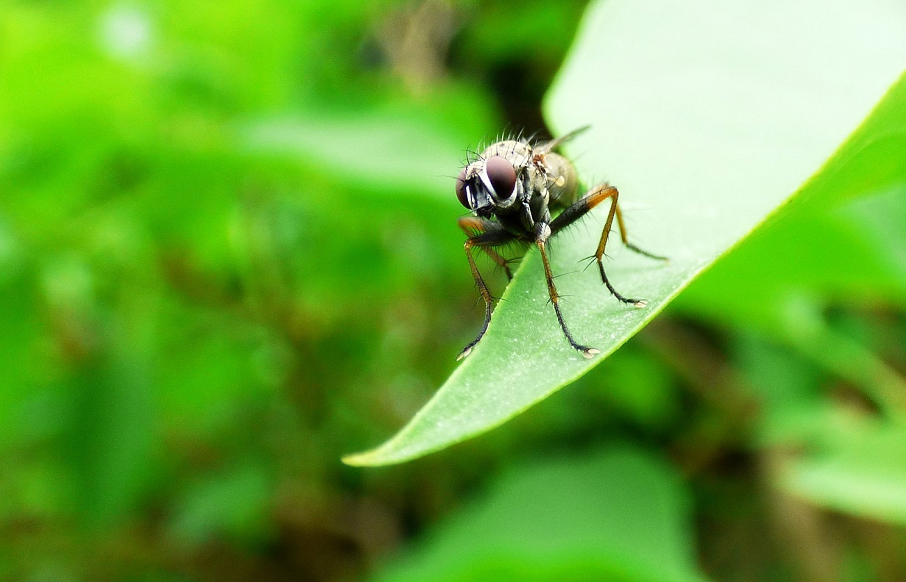 Fliege Makro