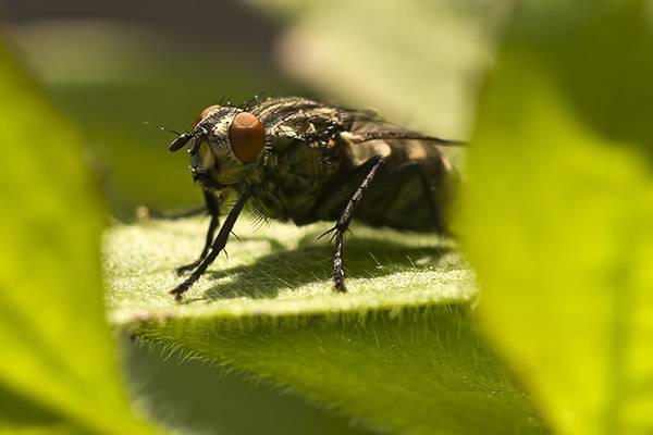 Fliege Makro