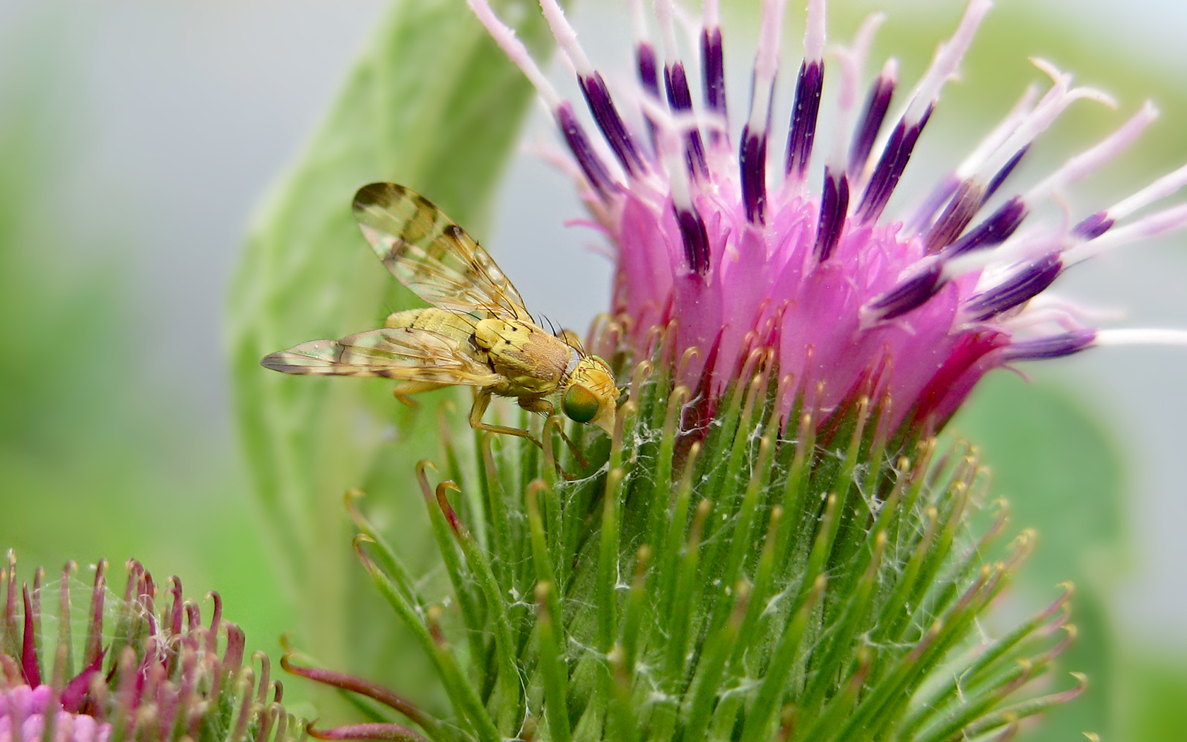 Fliege Makro (Komplett überarbeitet)