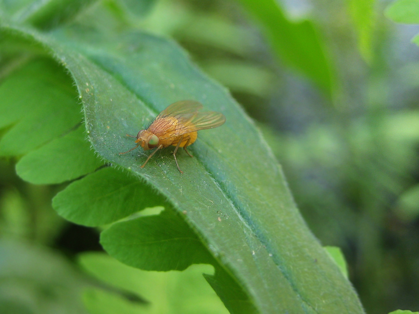 Fliege Makro (Überarbeitet)