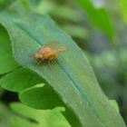 Fliege Makro (Überarbeitet)