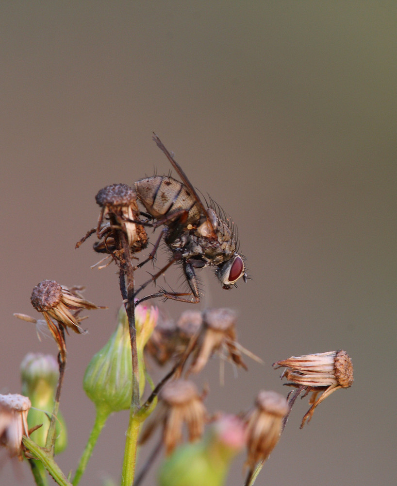 Fliege mal wieder...