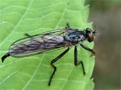 Fliege, mir noch unbekannt