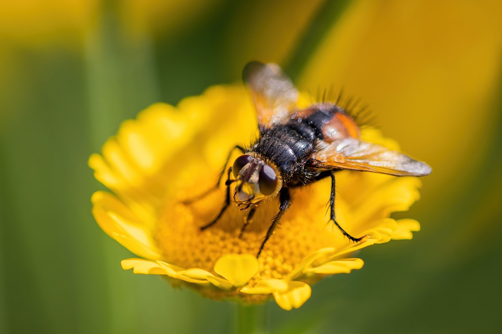 Fliege mit Bart