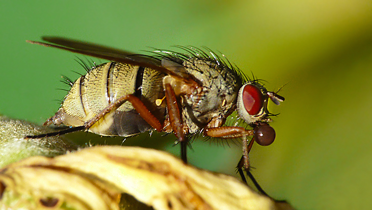 Fliege mit Blase