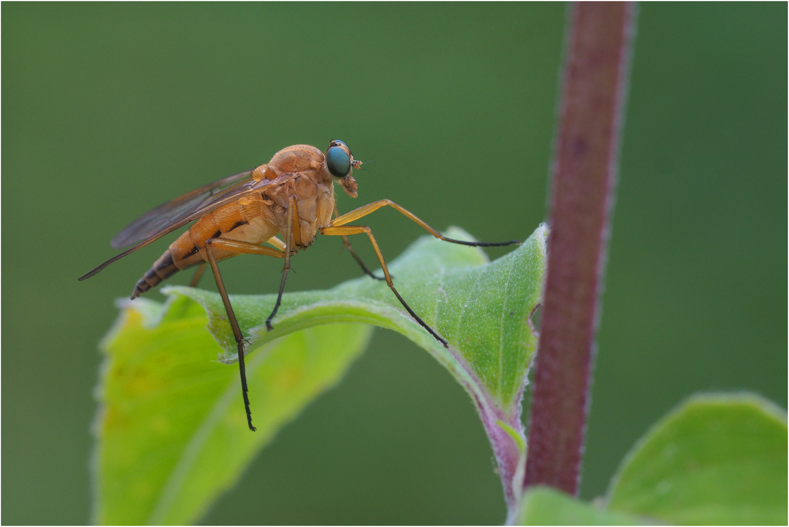 Fliege  mit  blauen Augen