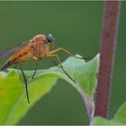 Fliege  mit  blauen Augen