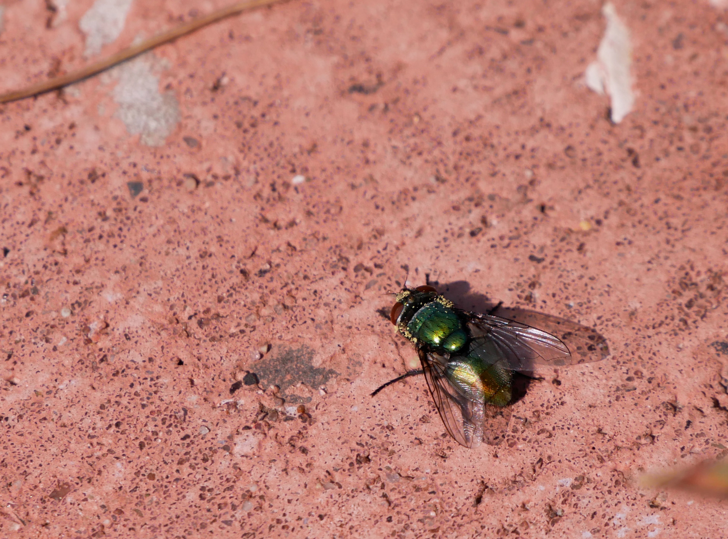 Fliege mit Blütenstaub