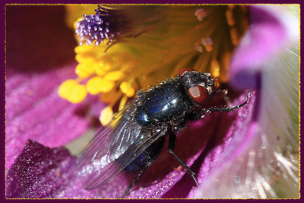 Fliege mit Blütenstaub