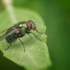 Fliege mit Bubble