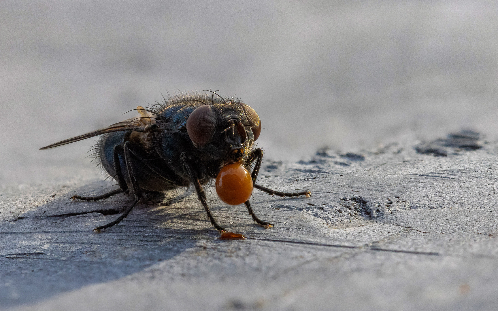 Fliege mit Bubblegum?