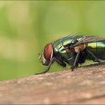 Fliege mit Delle im Auge [Autsch]