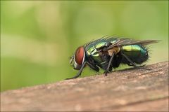 Fliege mit Delle im Auge [Autsch]