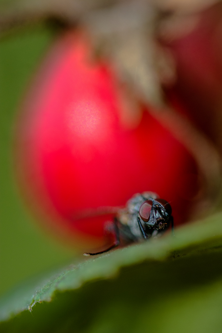 Fliege mit dem Makro-Objektiv