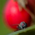 Fliege mit dem Makro-Objektiv