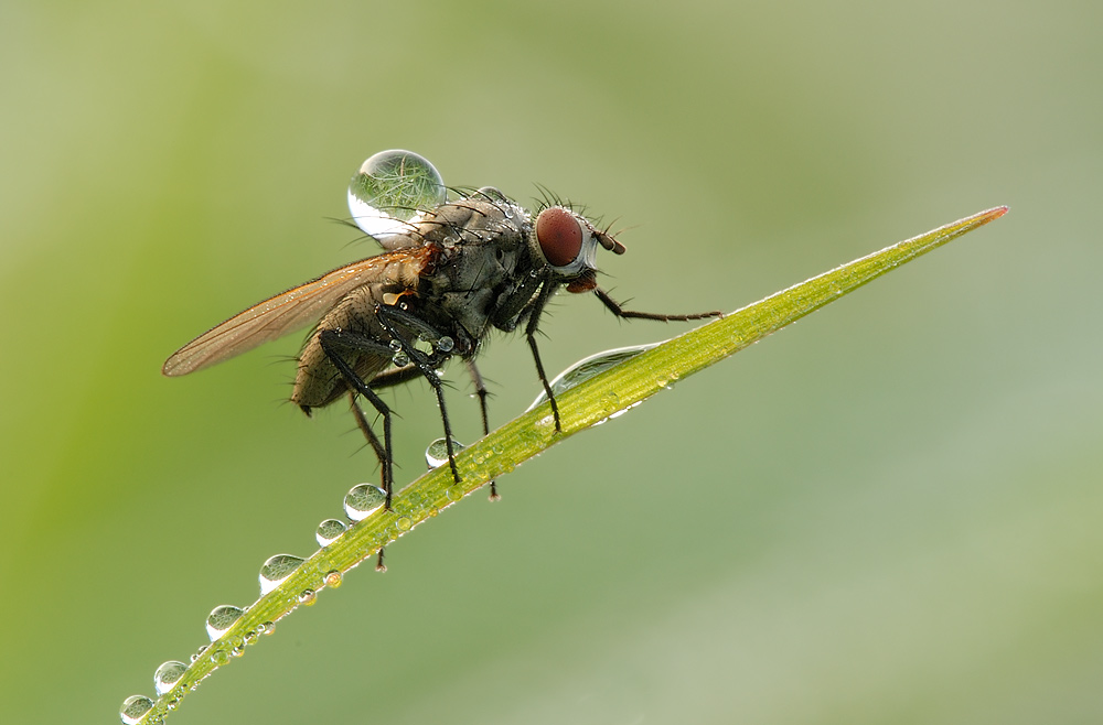 Fliege mit dem Taubückel