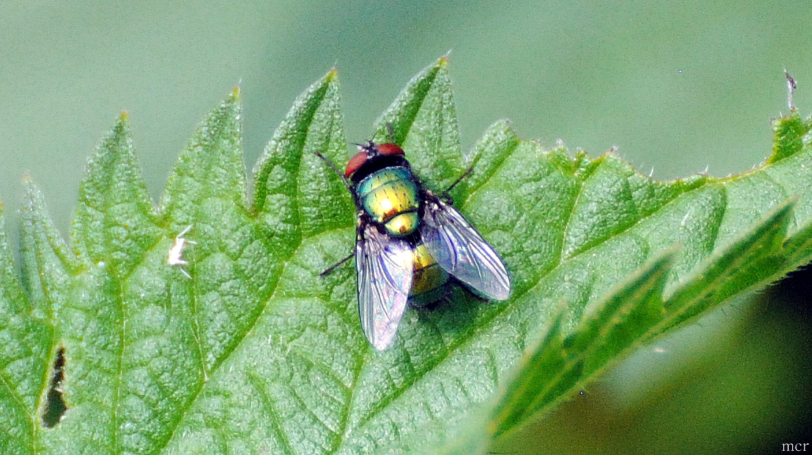 Fliege mit Eiablage auf der Brennnessel