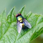 Fliege mit Eiablage auf der Brennnessel