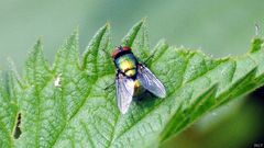 Fliege mit Eiablage auf der Brennnessel