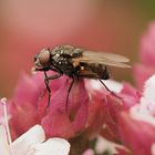 Fliege mit einem Verdauungstropfen