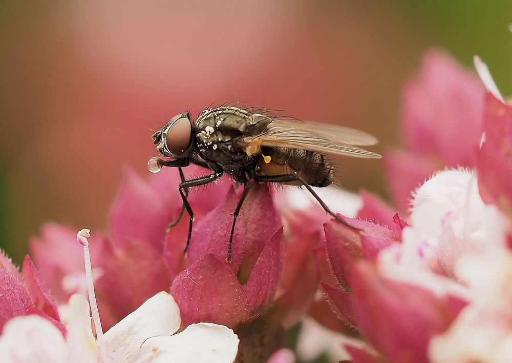 Fliege mit einem Verdauungstropfen