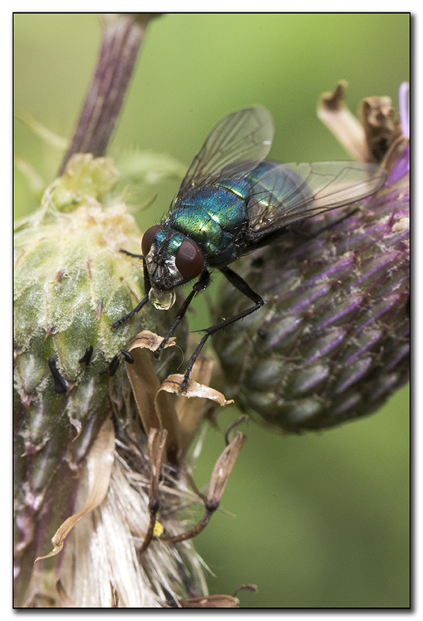 Fliege mit einem Wassertropfen