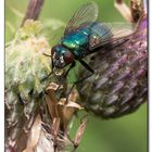 Fliege mit einem Wassertropfen