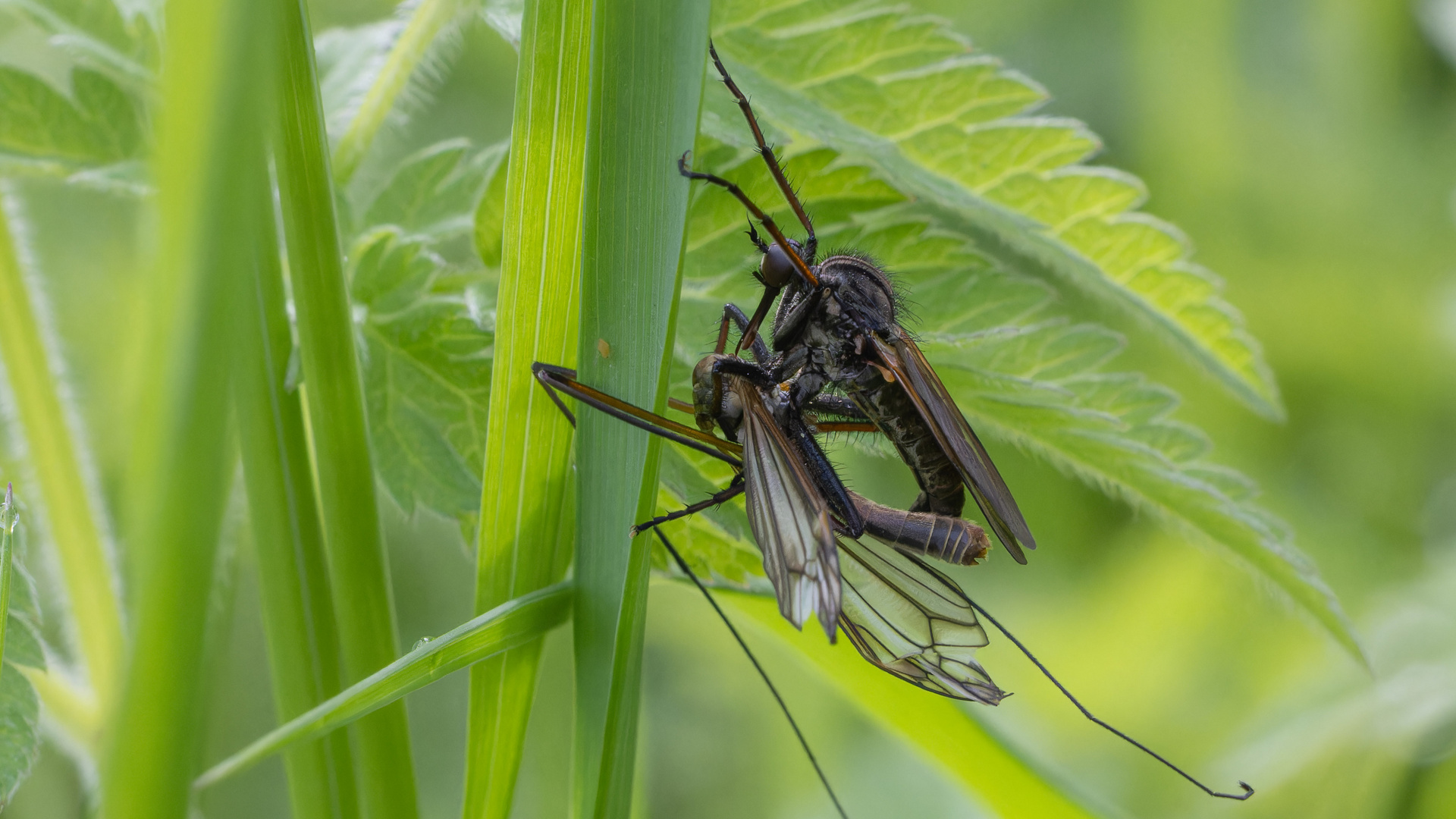 Fliege mit erbeuteter Schnake I