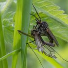 Fliege mit erbeuteter Schnake I