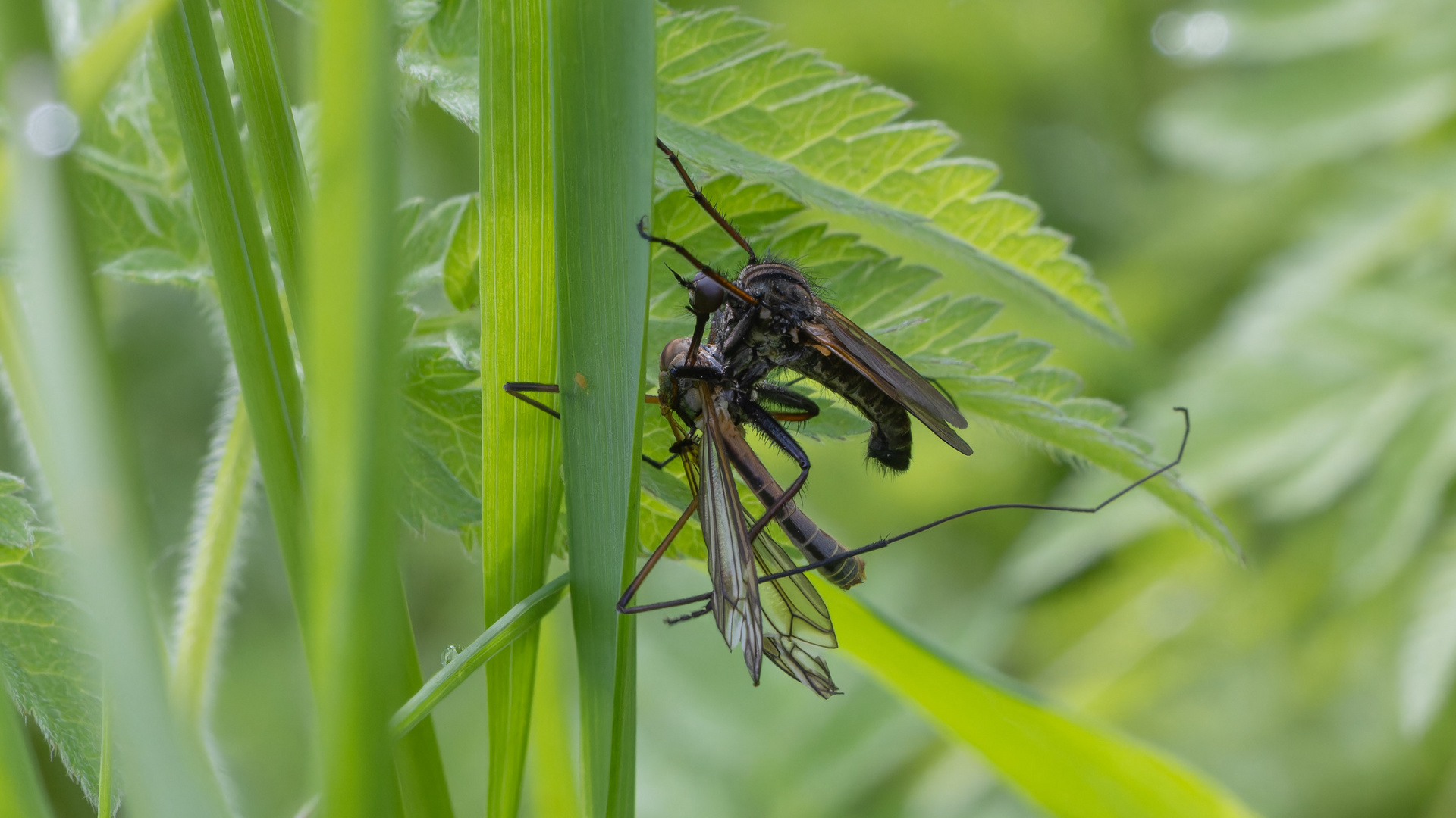 Fliege mit erbeuteter Schnake II